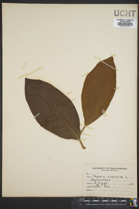 Magnolia virginiana image