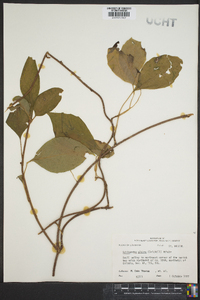 Schisandra glabra image