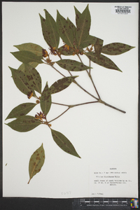 Illicium floridanum image