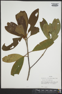 Illicium floridanum image