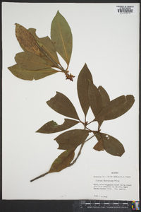 Illicium floridanum image