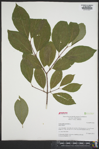 Calycanthus floridus image