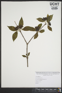 Calycanthus floridus image