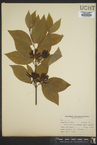 Calycanthus floridus image