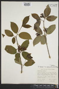 Calycanthus floridus var. glaucus image