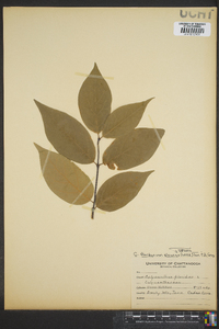 Calycanthus floridus image