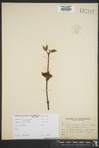 Calycanthus floridus image