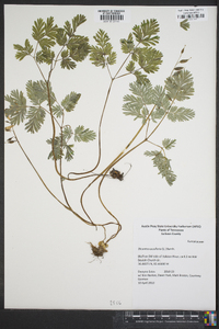 Dicentra cucullaria image