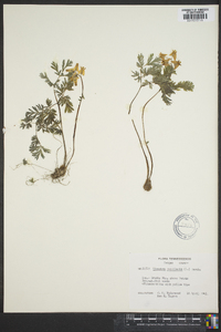 Dicentra cucullaria image