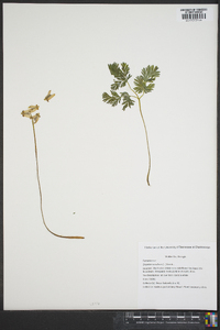 Dicentra cucullaria image