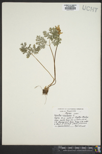 Dicentra cucullaria image