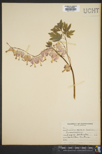 Dicentra eximia image