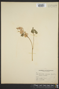 Dicentra eximia image