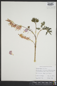 Dicentra eximia image