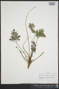Dicentra formosa image