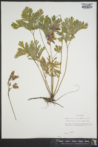 Dicentra formosa image