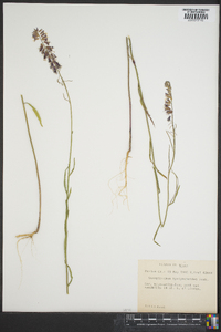 Streptanthus hyacinthoides image