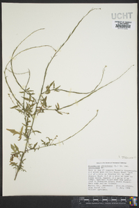 Sisymbrium officinale image