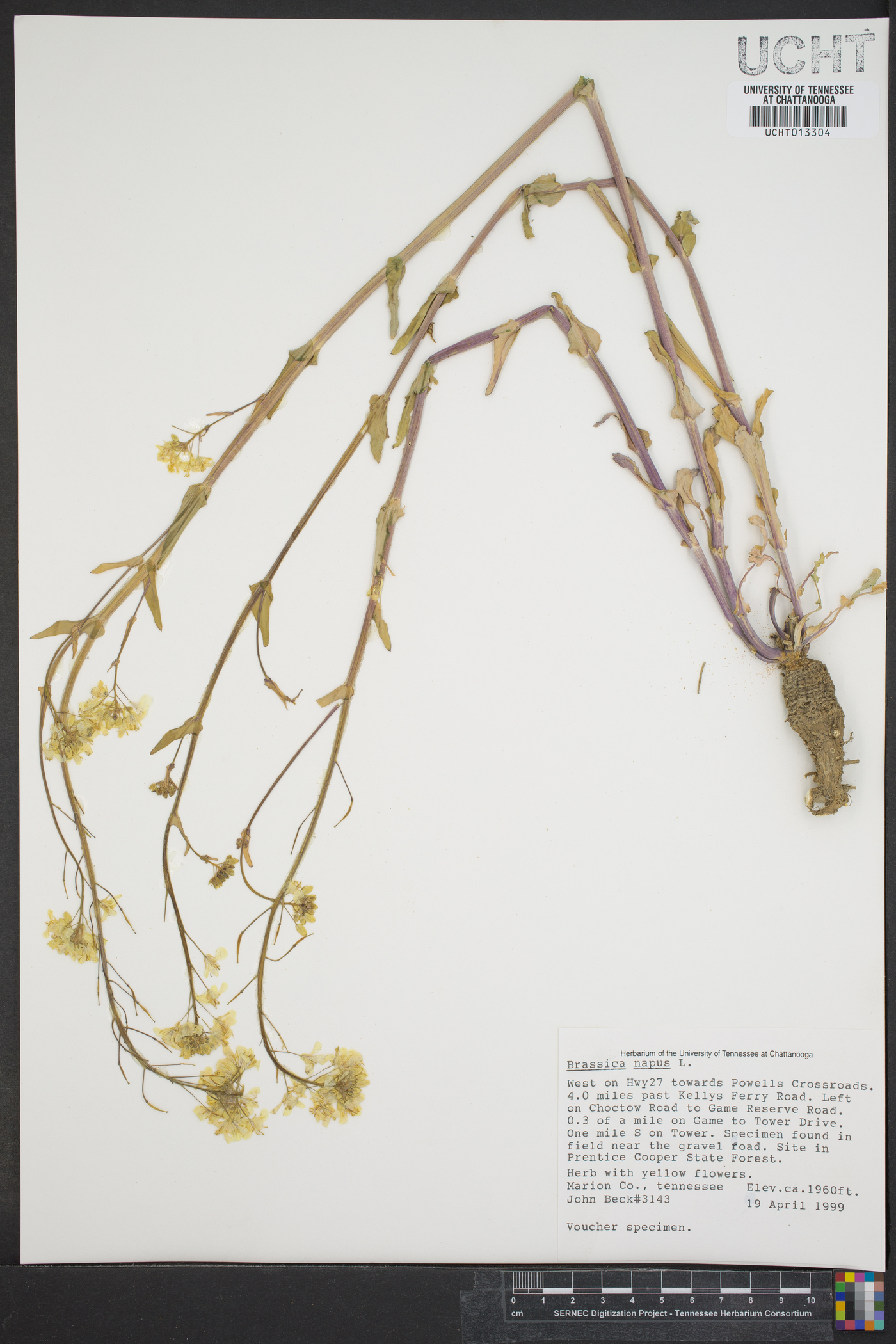 Brassica napus image