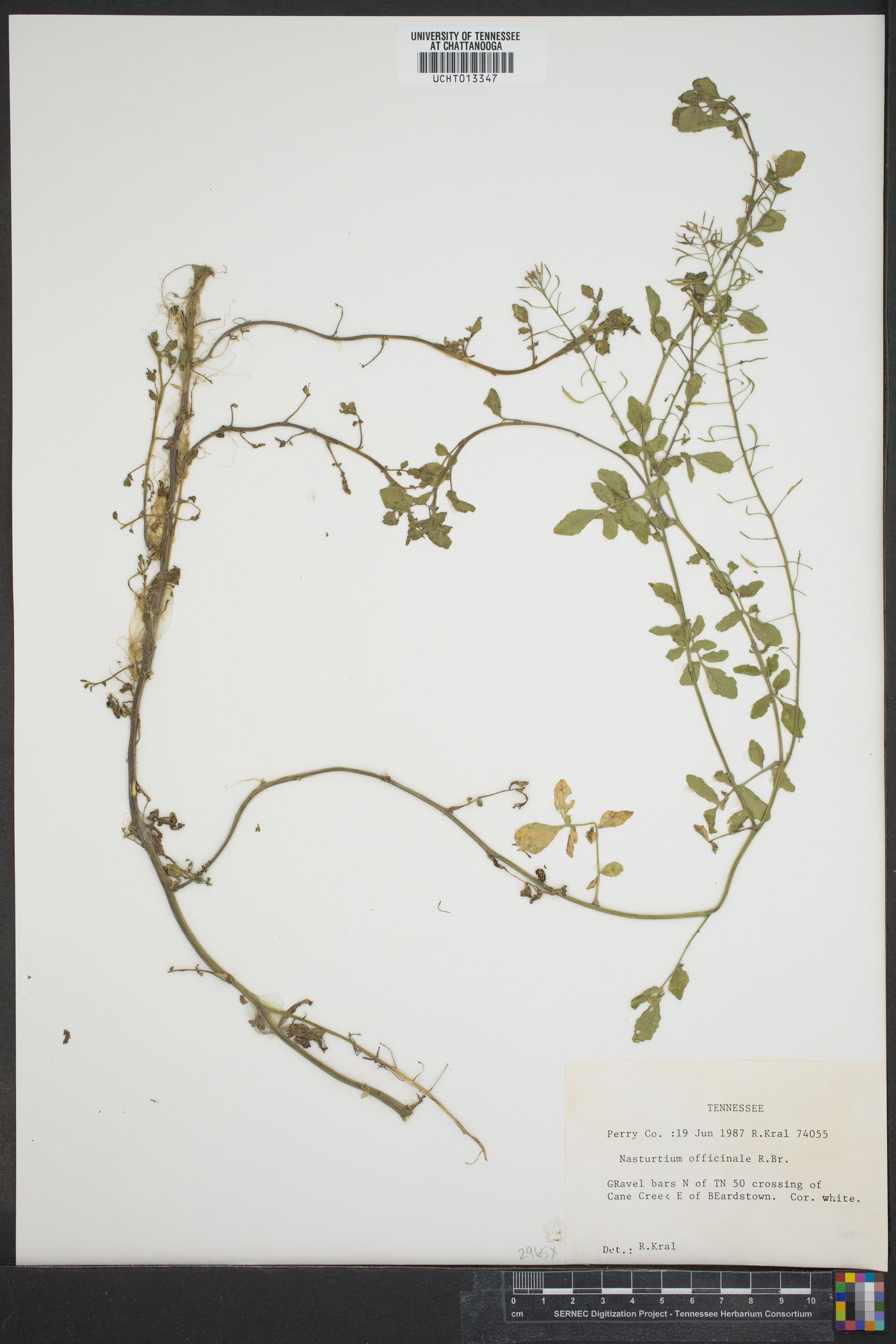 Radicula image