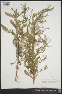 Rorippa palustris subsp. fernaldiana image