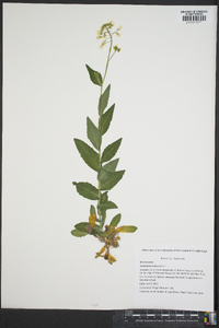 Cardamine bulbosa image