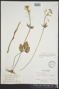 Cardamine diphylla image