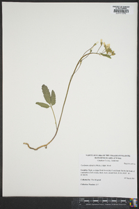 Cardamine diphylla image