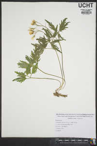 Cardamine diphylla image