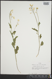 Cardamine rhomboidea image