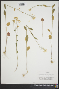 Cardamine rhomboidea image