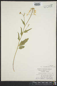 Cardamine rhomboidea image