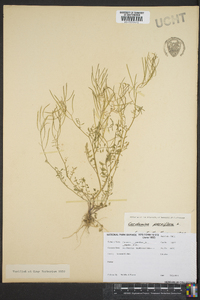 Cardamine parviflora image