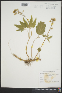 Cardamine diphylla image