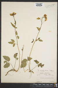 Cardamine diphylla image