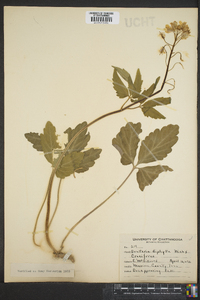 Cardamine diphylla image