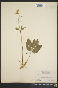 Cardamine diphylla image