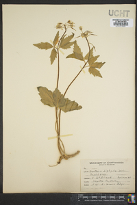 Cardamine diphylla image