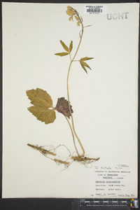 Cardamine diphylla image