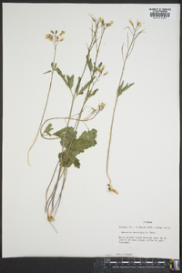 Cardamine angustata image