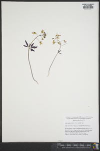 Cardamine angustata image