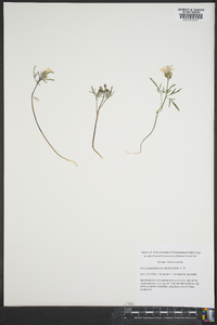 Cardamine dissecta image