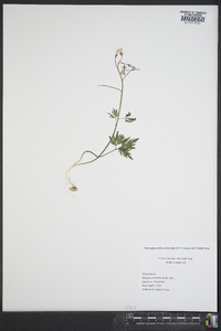 Cardamine dissecta image