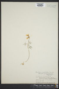 Cardamine dissecta image