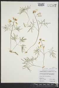 Cardamine dissecta image