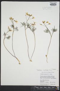 Cardamine dissecta image