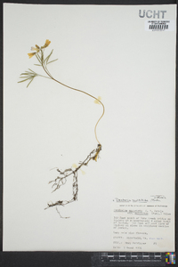 Cardamine dissecta image