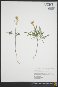 Cardamine dissecta image