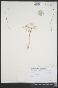 Cardamine dissecta image