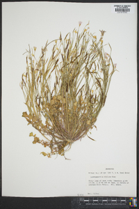 Leavenworthia stylosa image